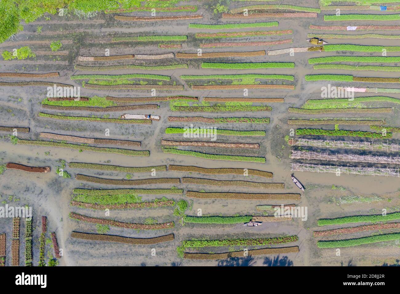 Floating vegetable beds at Najirpur in Pirojpur, Bangladesh. Floating