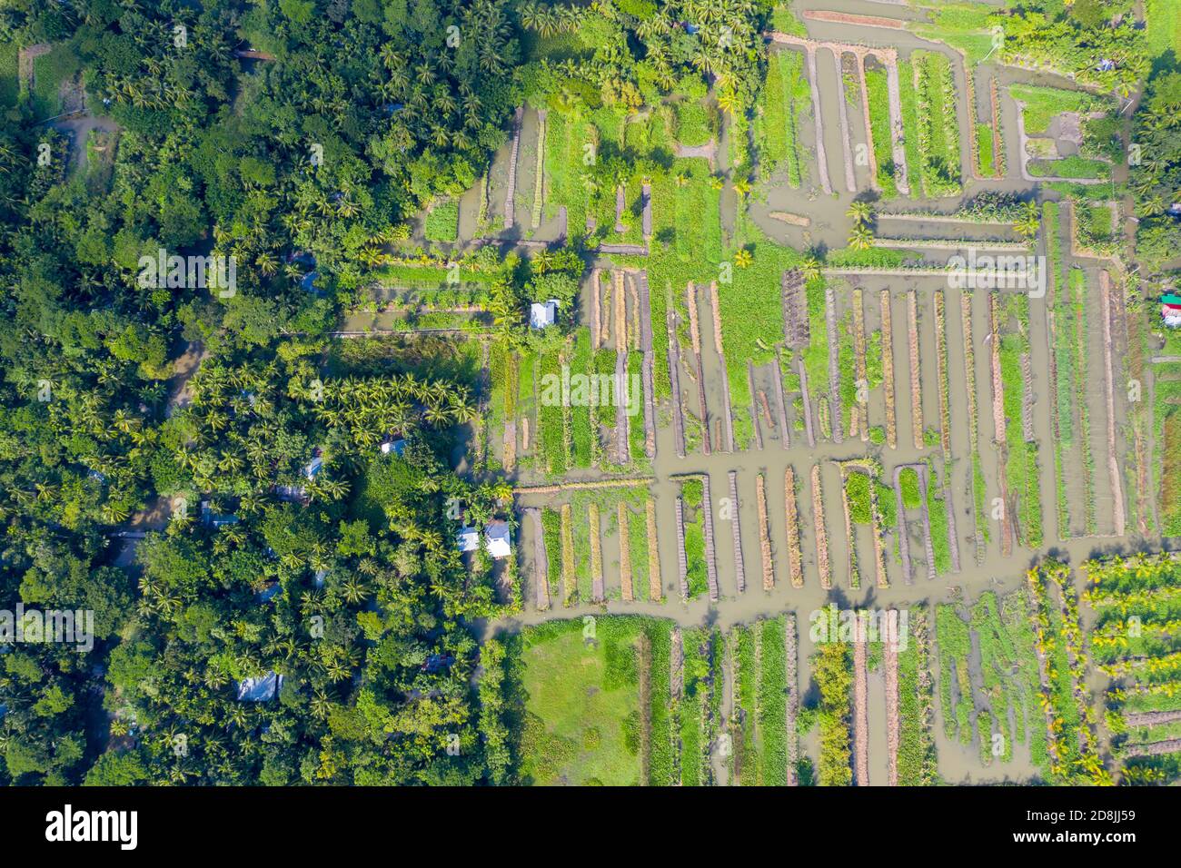 Floating vegetable beds at Najirpur in Pirojpur, Bangladesh. Floating