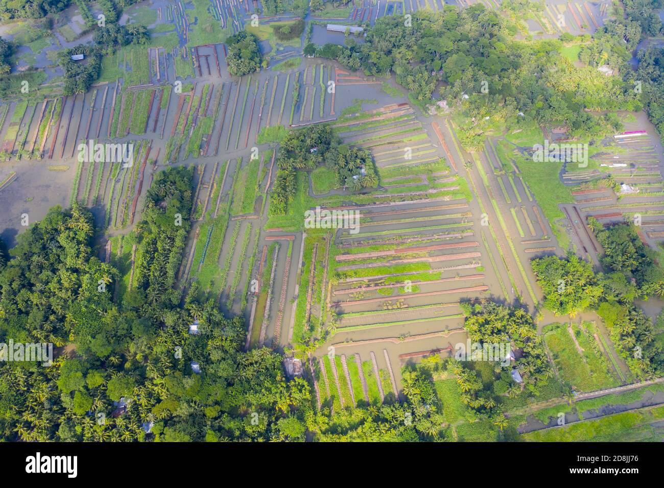 Floating vegetable beds at Najirpur in Pirojpur, Bangladesh. Floating