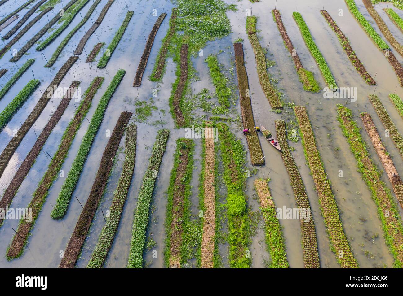 Floating vegetable beds at Najirpur in Pirojpur, Bangladesh. Floating
