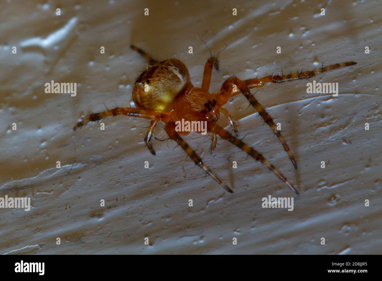 Close up image of a tangle web spider a.k.a comb footed spider. These spiders belong to Theridiidae family. This image was captured on an interior hou Stock Photo