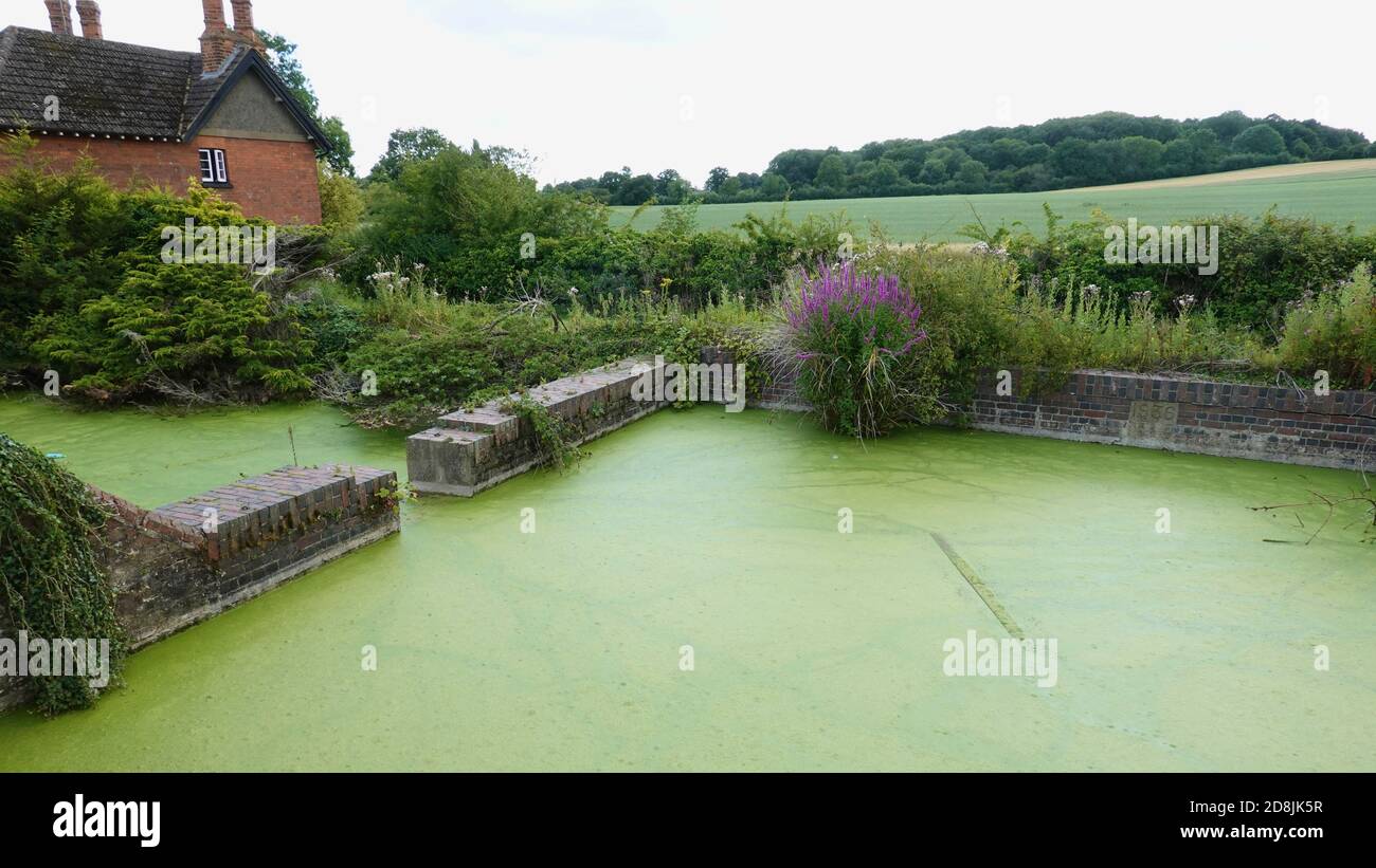 Stoke Bruerne, Northants - 19 July 2020: Bright green algae covered pond. Stock Photo