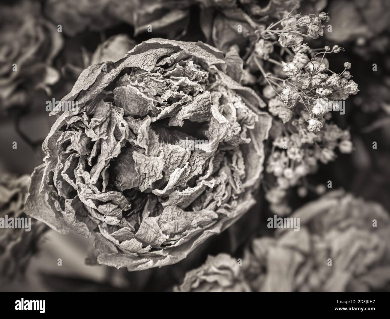 Dead rose petals Black and White Stock Photos & Images - Alamy