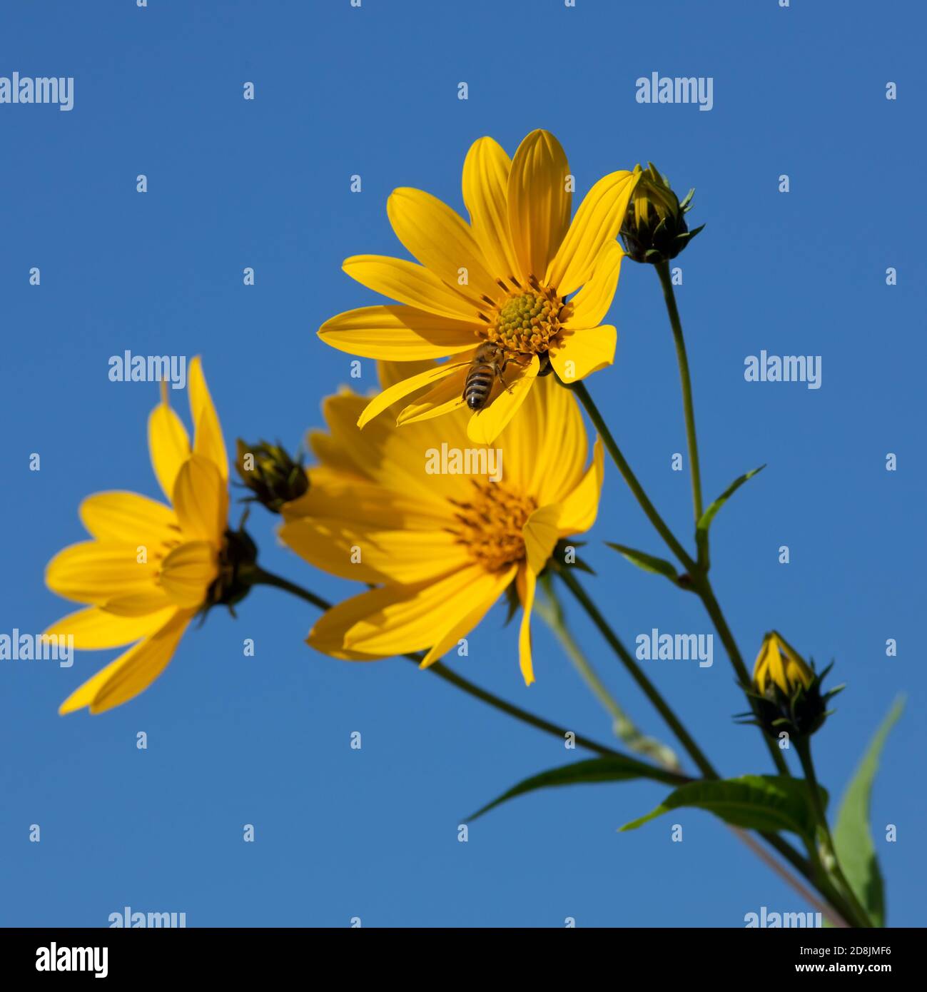 Jerusalem artichoke. Helianthus tuberosus L Stock Photo Alamy