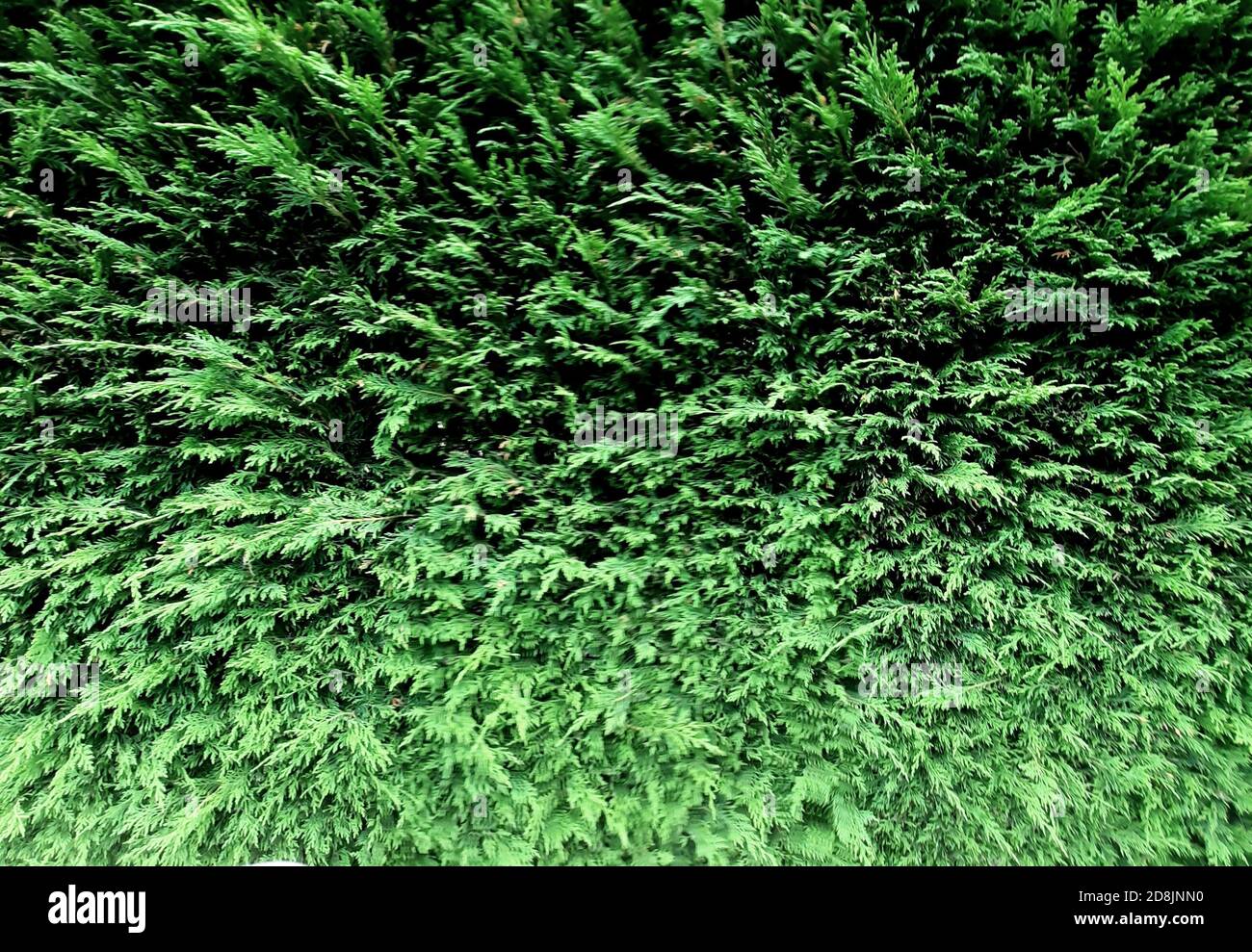 A full frame background image of lush green fir hedge or hedge row with copy space Stock Photo