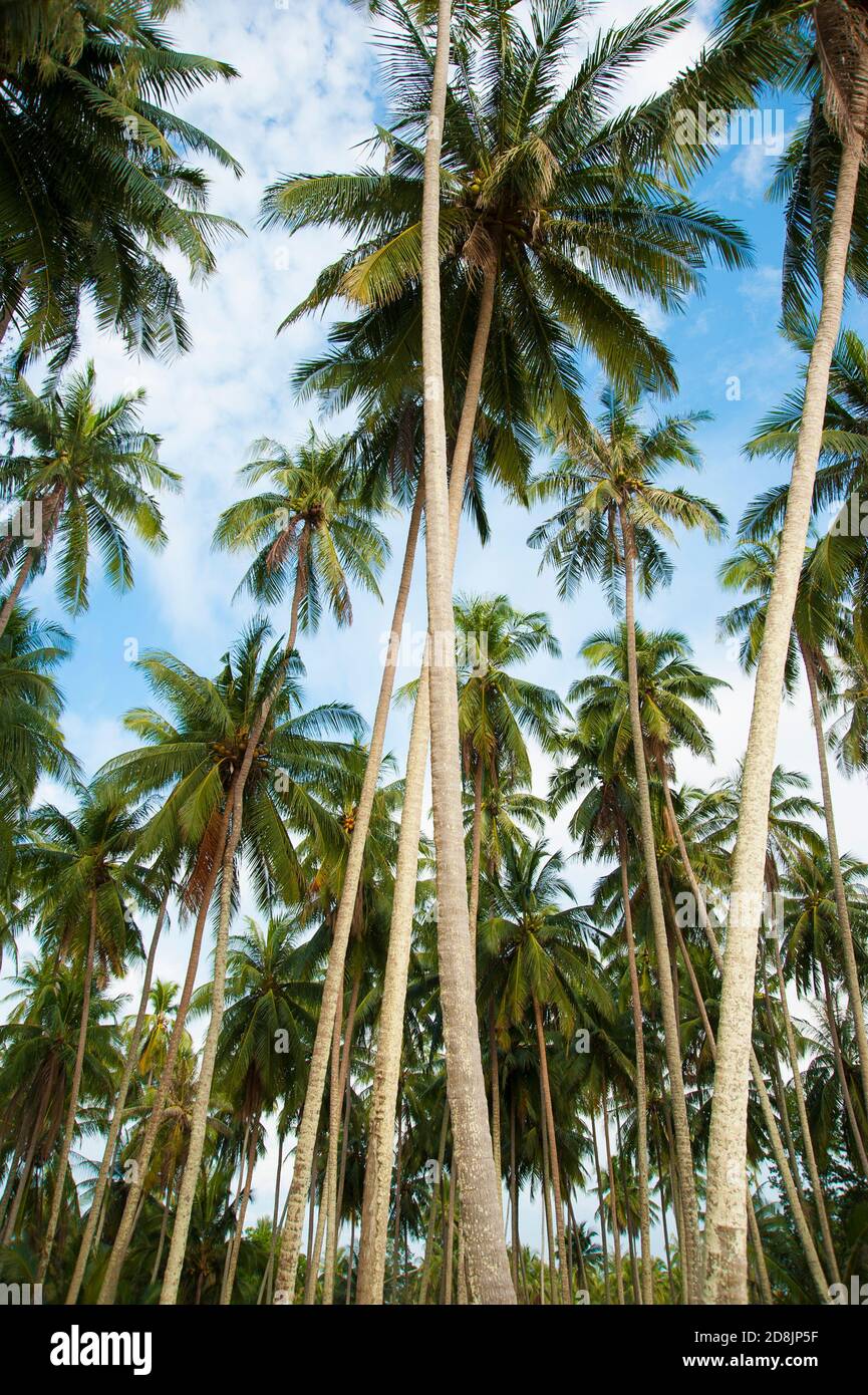 Tall coconut palm trees against the sky, Thailand Stock Photo