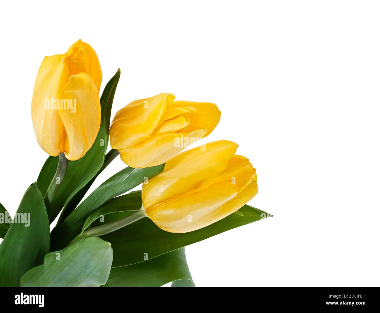 Yellow Tulips Bouquet isolated on white Stock Photo - Alamy
