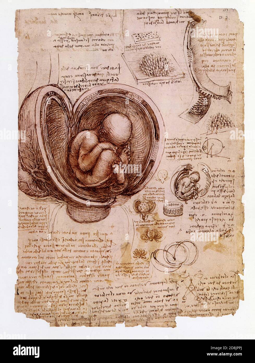 Leonardo da Vinci.The foetus in the womb.15101512.pen and ink with