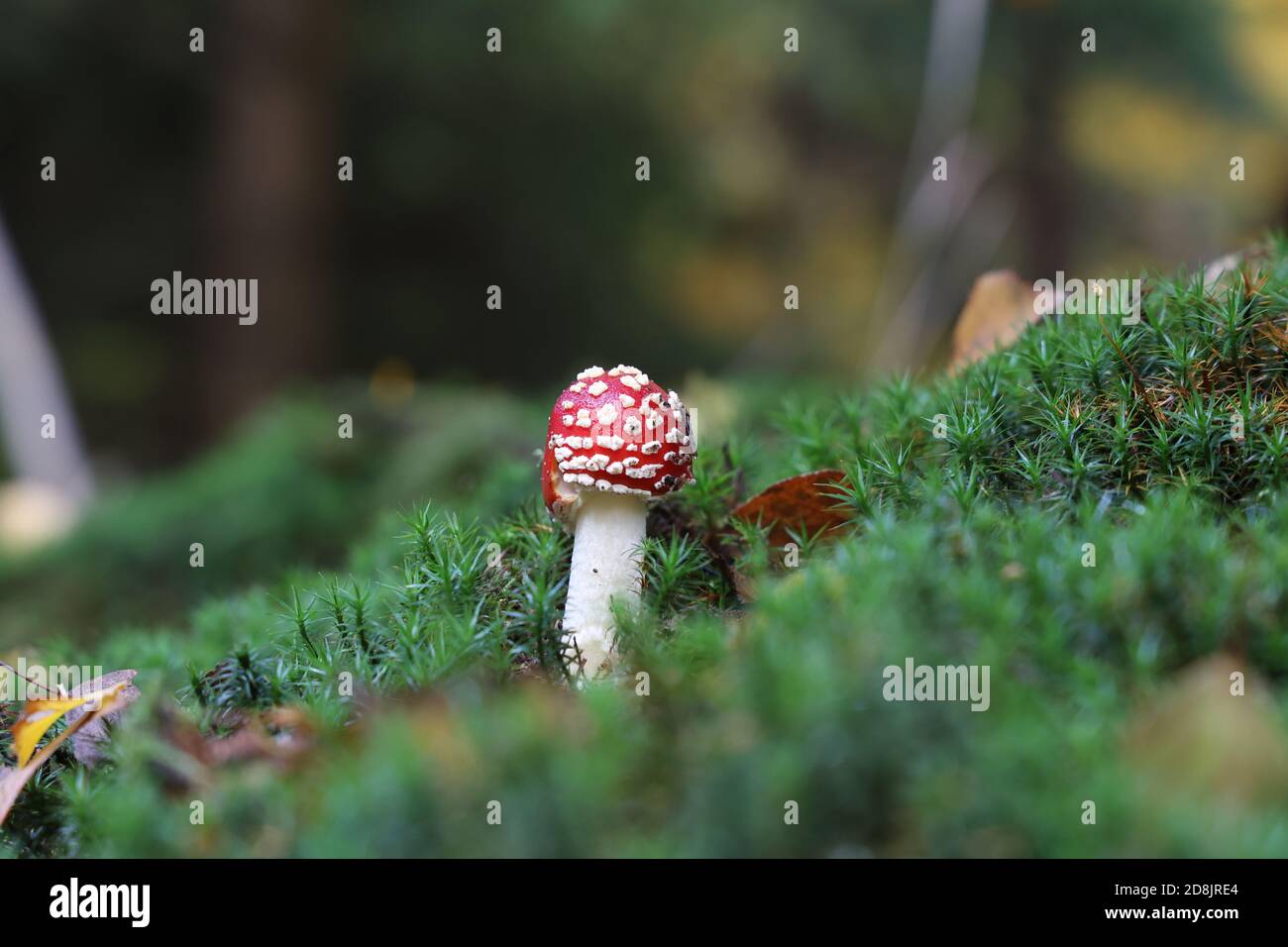 Closeup shot of amanita muscaria mushroom in forest. Stock Photo