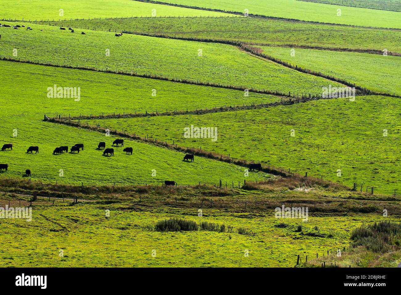 Aerial view of fields with zigzag fence and cows on Orkney islands Stock Photo