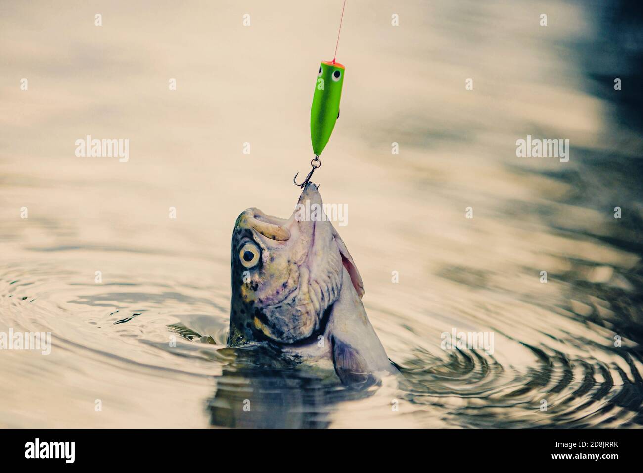 https://c8.alamy.com/comp/2D8JRRK/catches-a-fish-sport-fishing-fishing-with-spinning-reel-catching-a-big-fish-with-a-fishing-pole-2D8JRRK.jpg