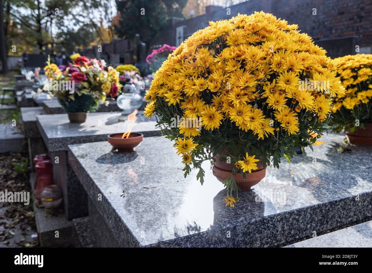 Chrysanthemum on grave in cemetery hires stock photography and images