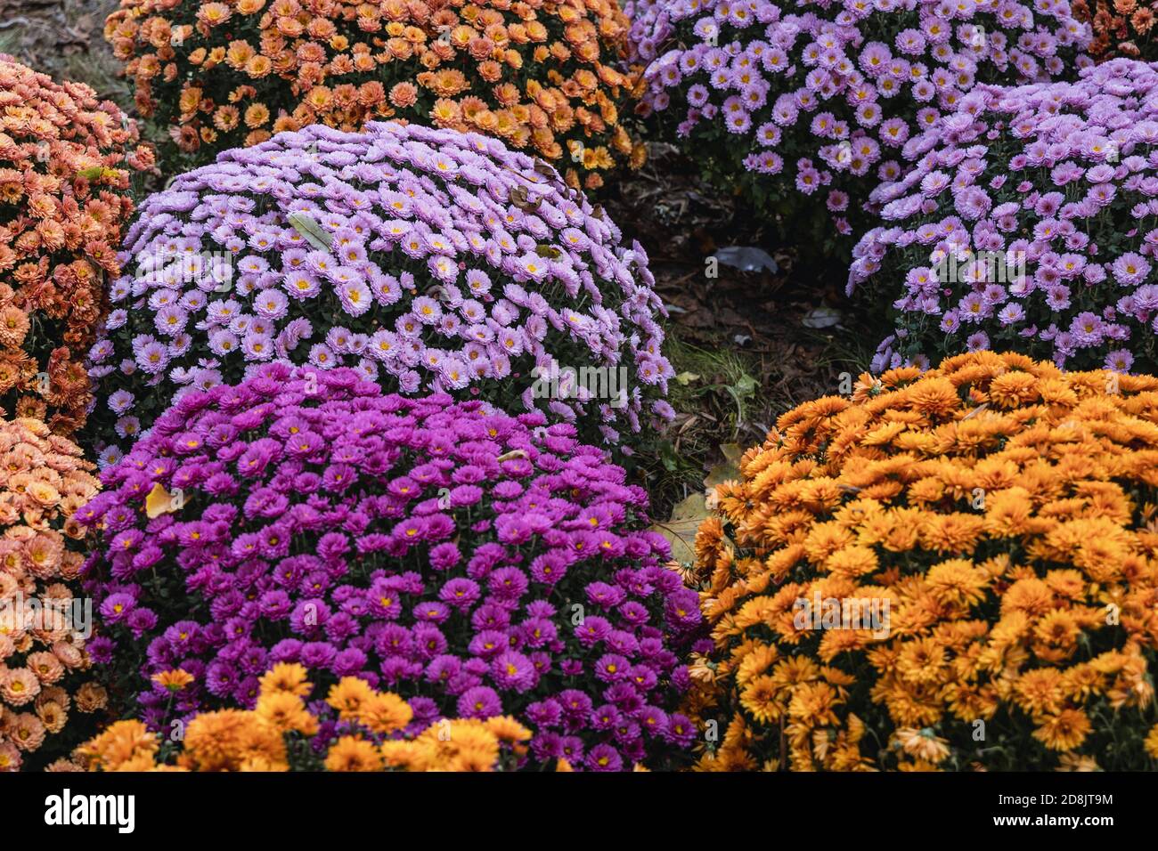 Chrysanthemum on grave in cemetery hires stock photography and images