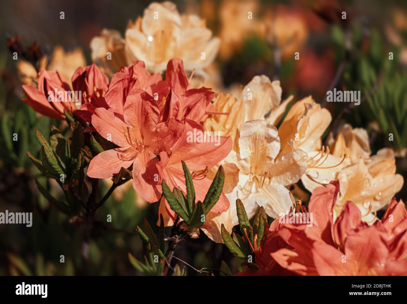 Azalea busha hi-res stock photography and images - Alamy