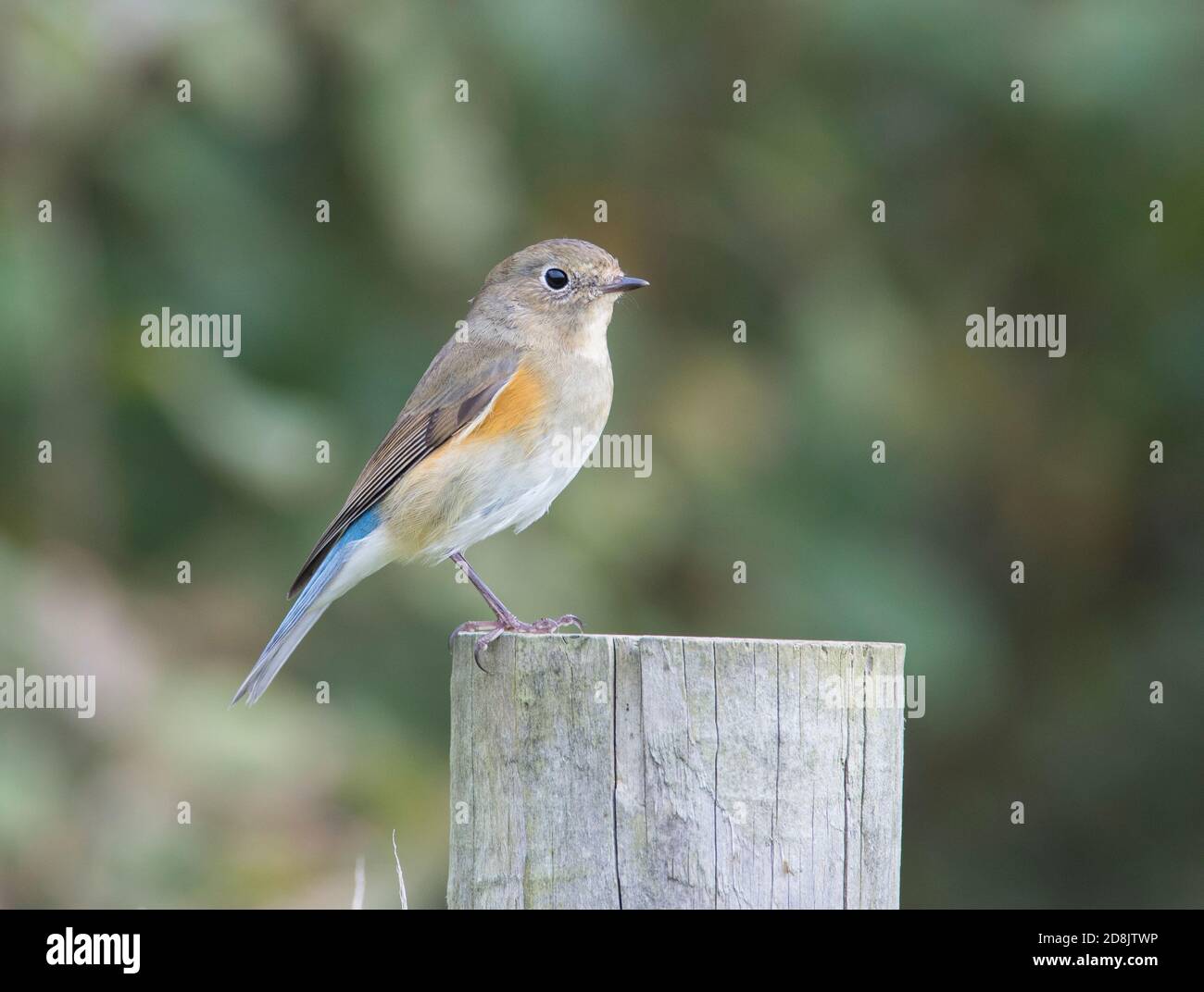 Red-Flanked Bluetail (Tarsiger cyanurus) in autumn plumage Norfolk England. Stock Photo