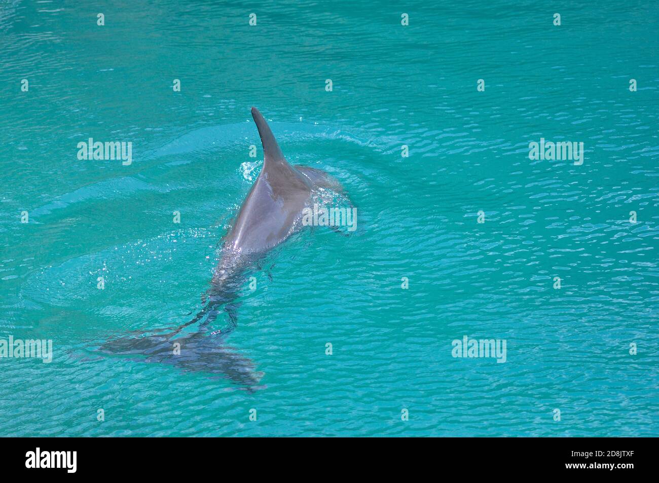 Dolphin diving in the turquoise blue water in Bermuda Island Stock