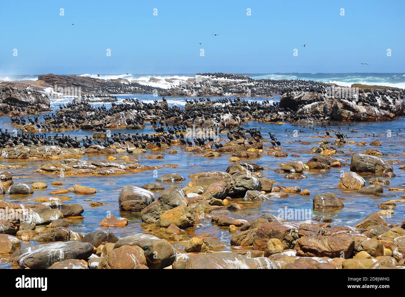 Cormorant colony on a rocky beach at Cape of Good Hope, South Africa Stock Photo