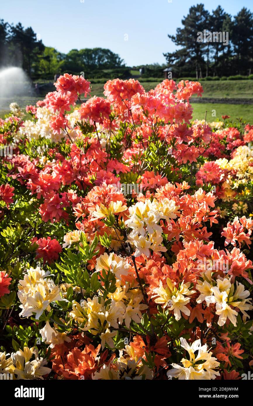 Rhododendron plants in bloom with flowers of different colors. Azalea  bushes in the park with different flower colors. Rhododendron plants in  bloom. R Stock Photo - Alamy
