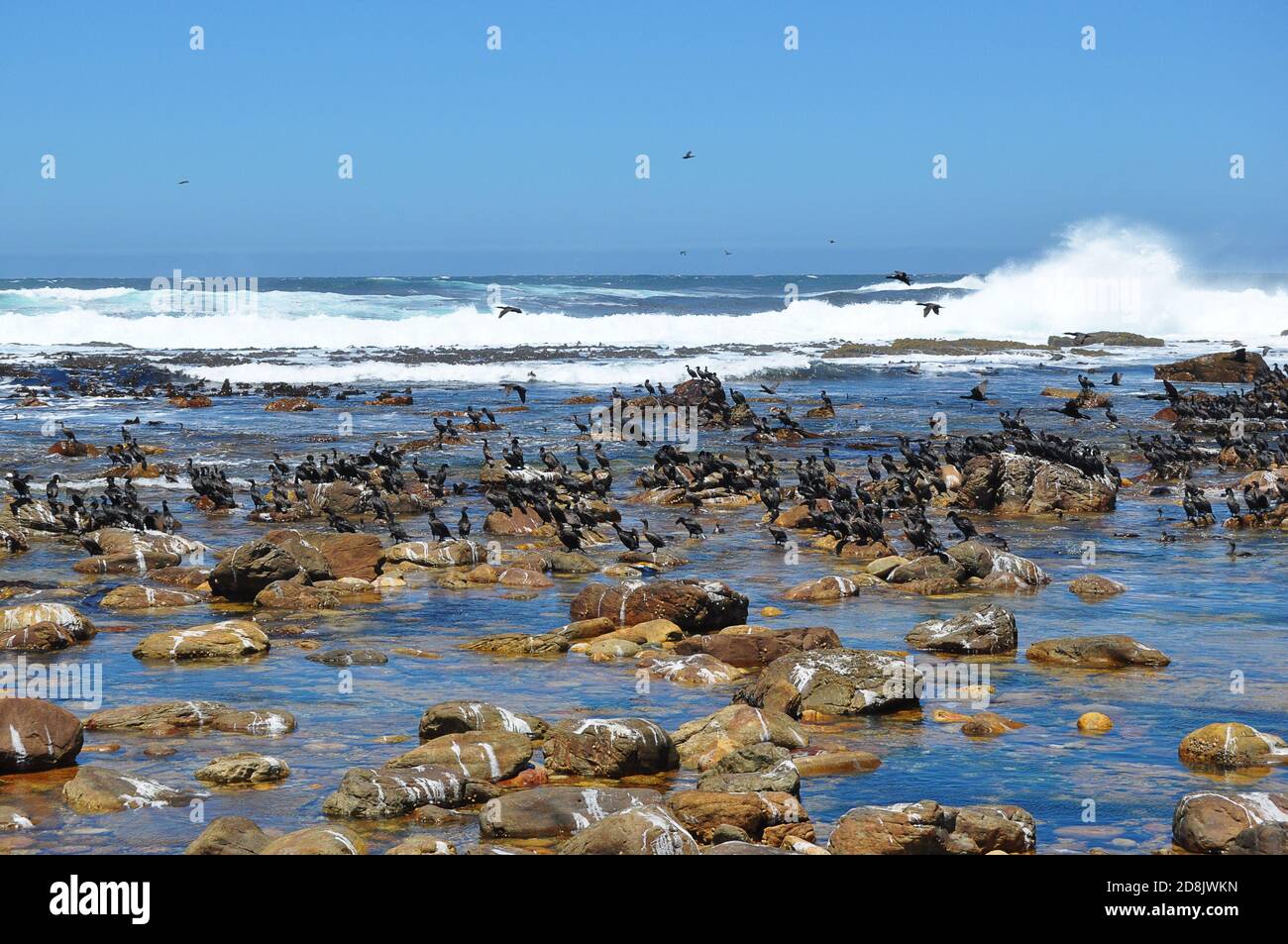 Cormorant colony on a rocky beach at Cape of Good Hope, South Africa Stock Photo