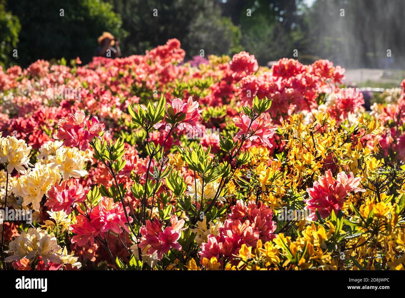 Rhododendron plants in bloom with flowers of different colors. Azalea bushes in the park with different flower colors. Rhododendron plants in bloom. R Stock Photo