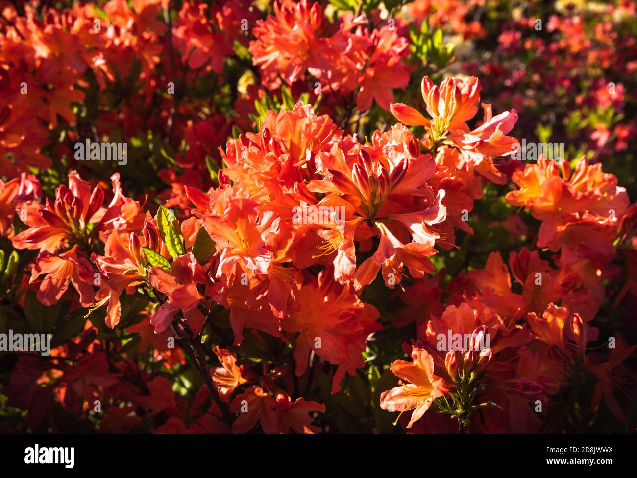 Rhododendron plants in bloom with flowers of different colors. Azalea bushes in the park with different flower colors. Rhododendron plants in bloom. R Stock Photo