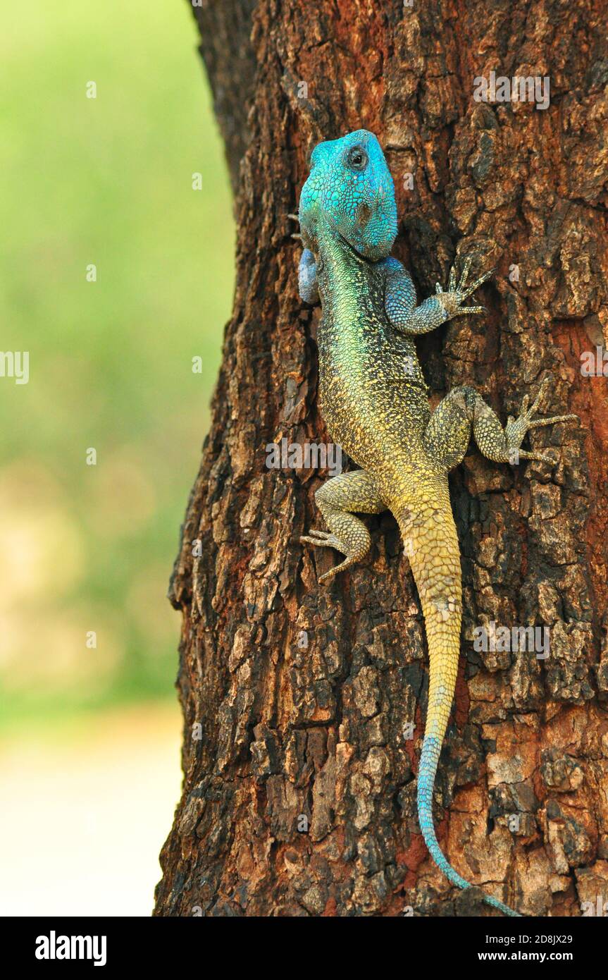Blue Headed Agama Lizard High Resolution Stock Photography And Images Alamy