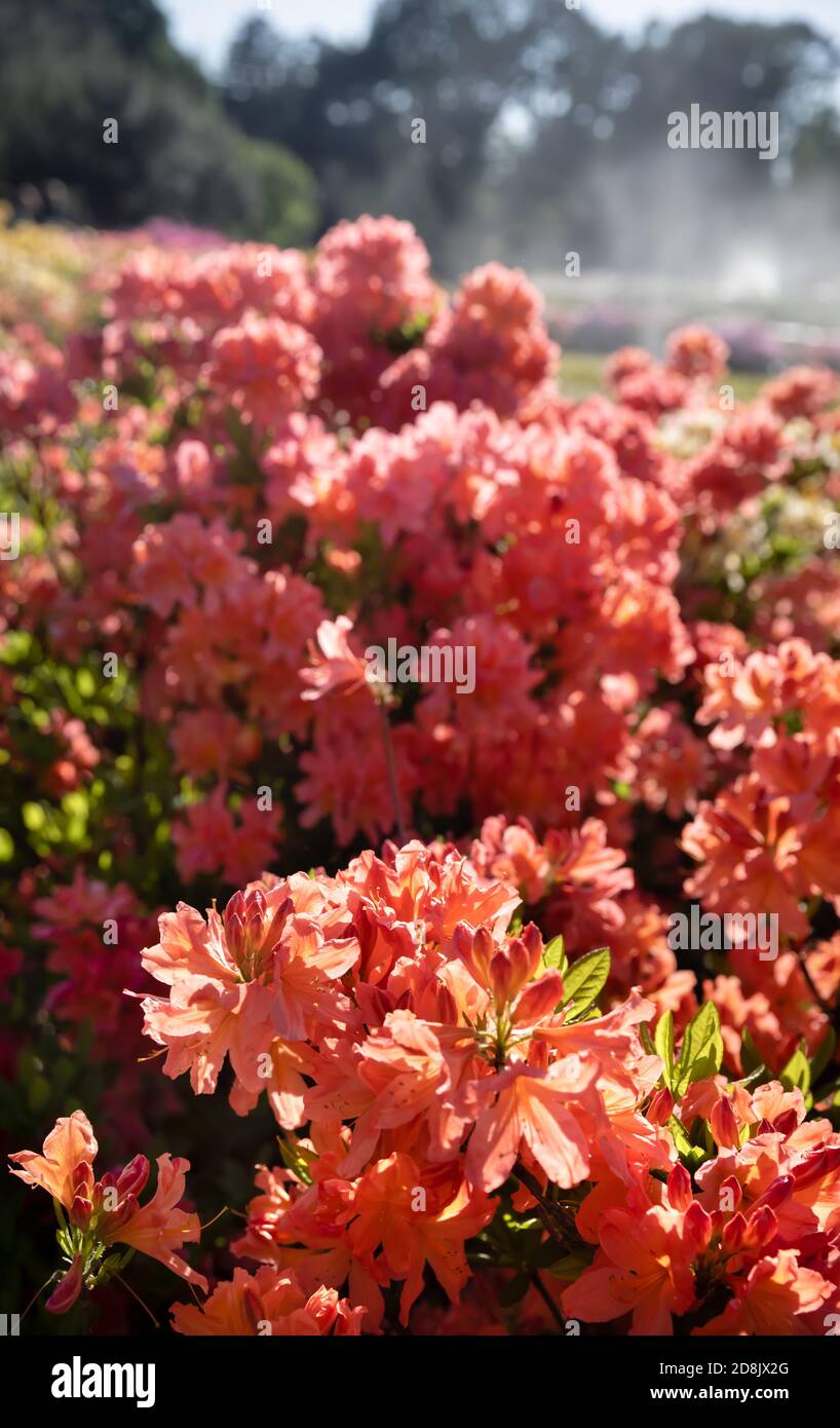 Rhododendron plants in bloom with flowers of different colors. Azalea ...
