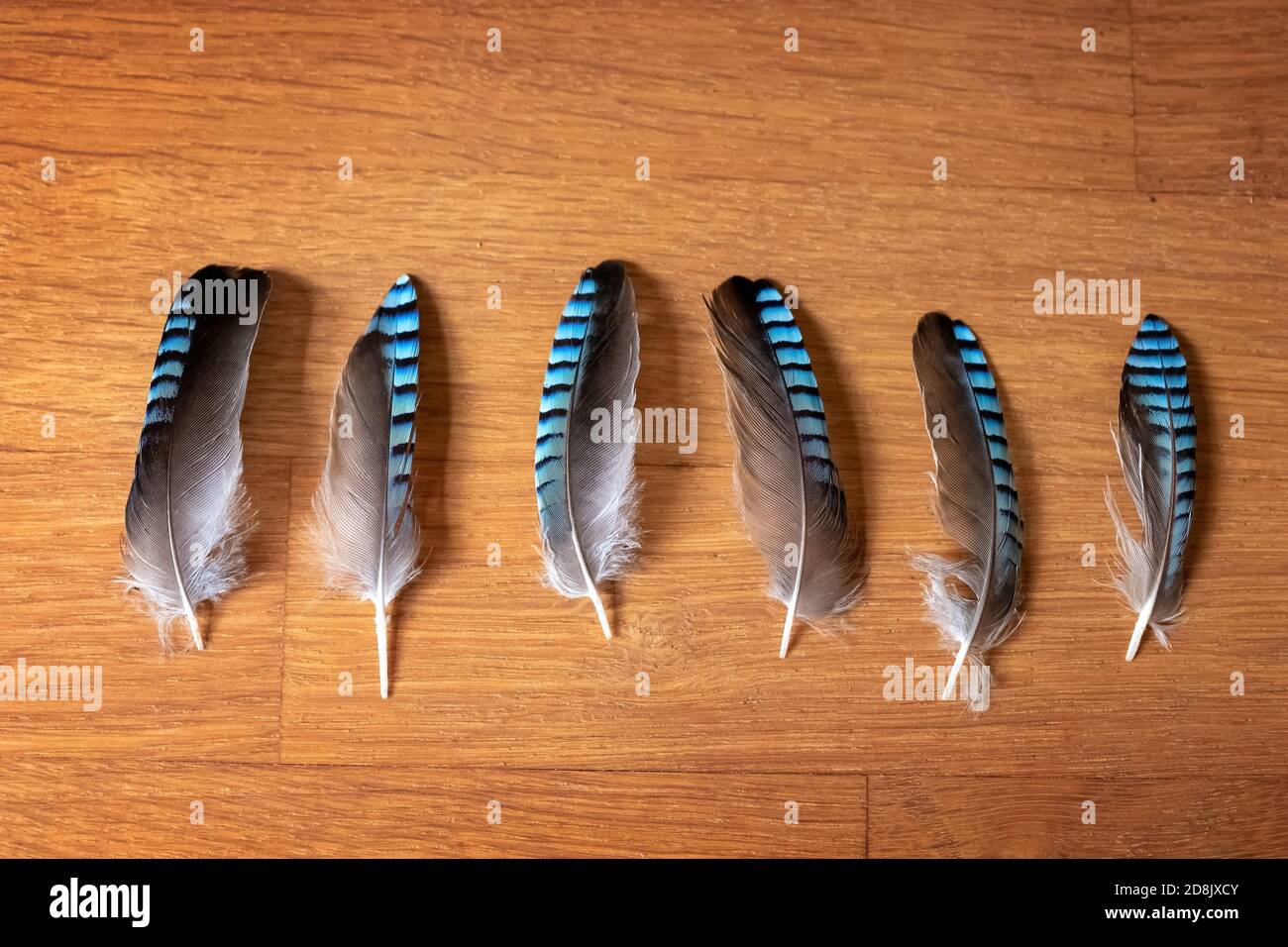 Blue Jay Feathers High Resolution Stock Photography And Images Alamy