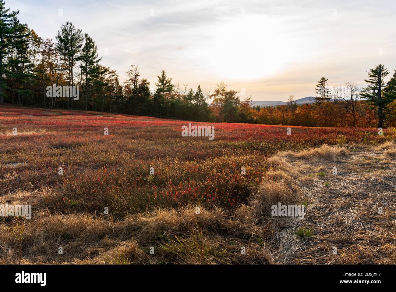 Midcoast maine blueberries hires stock photography and images Alamy