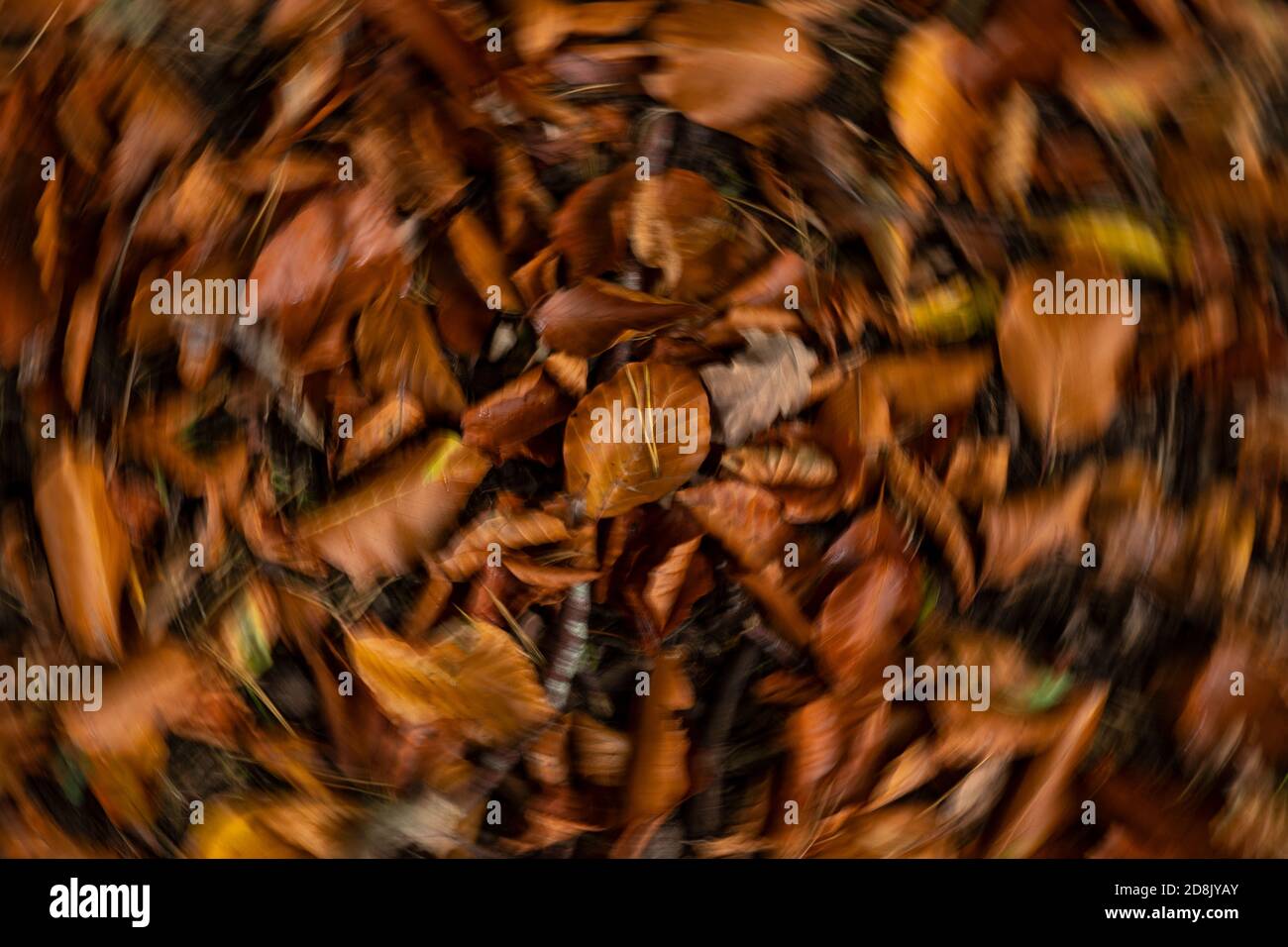 Autumn leaves in Wepre Park with motion blur Stock Photo