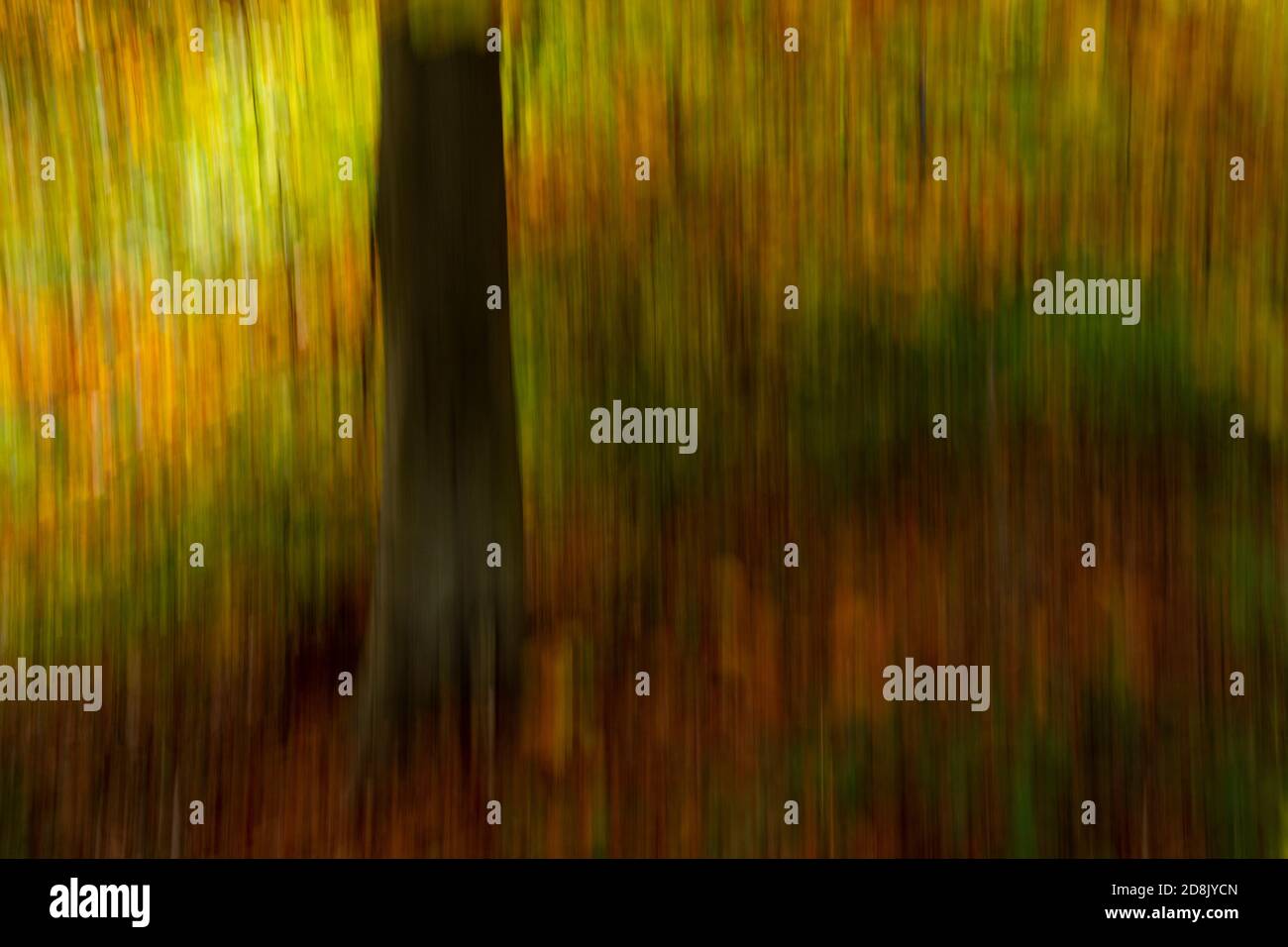 Autumn woodland with motion blur, Wepre Park, North Wales Stock Photo