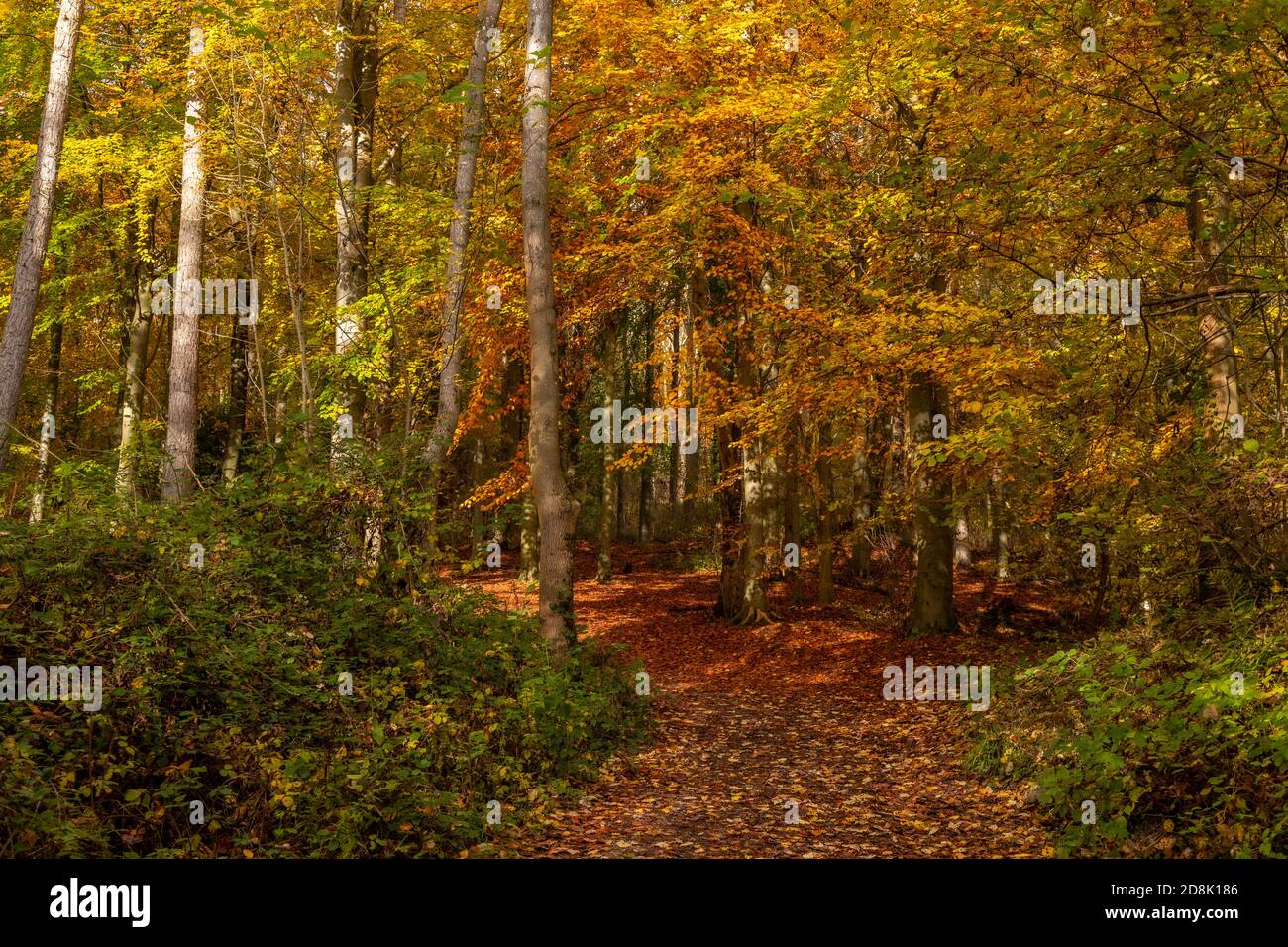 Trees in Autumn, Loggerheads Country Park, North Wales Stock Photo