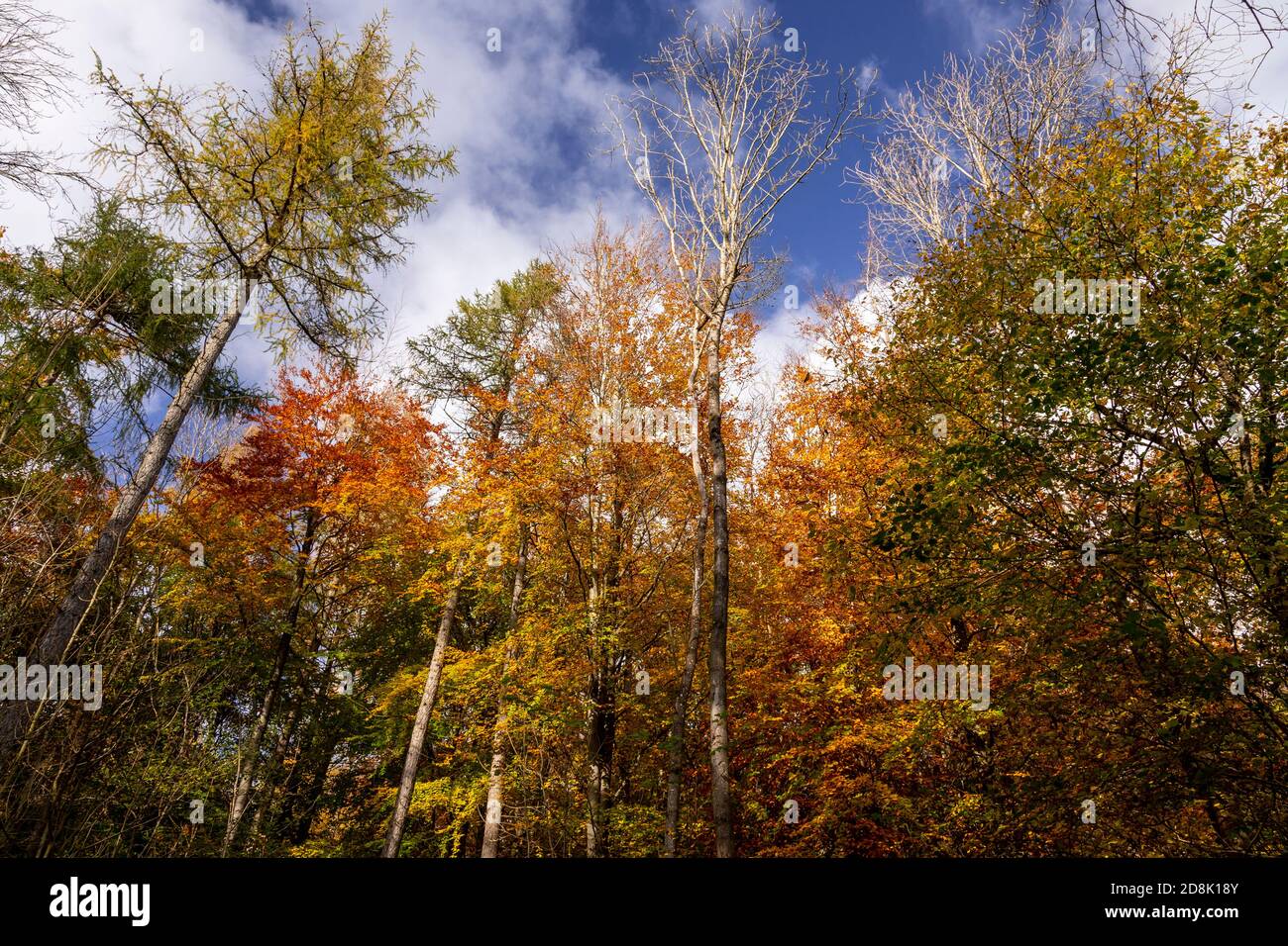 Trees in Autumn, Loggerheads Country Park, North Wales Stock Photo