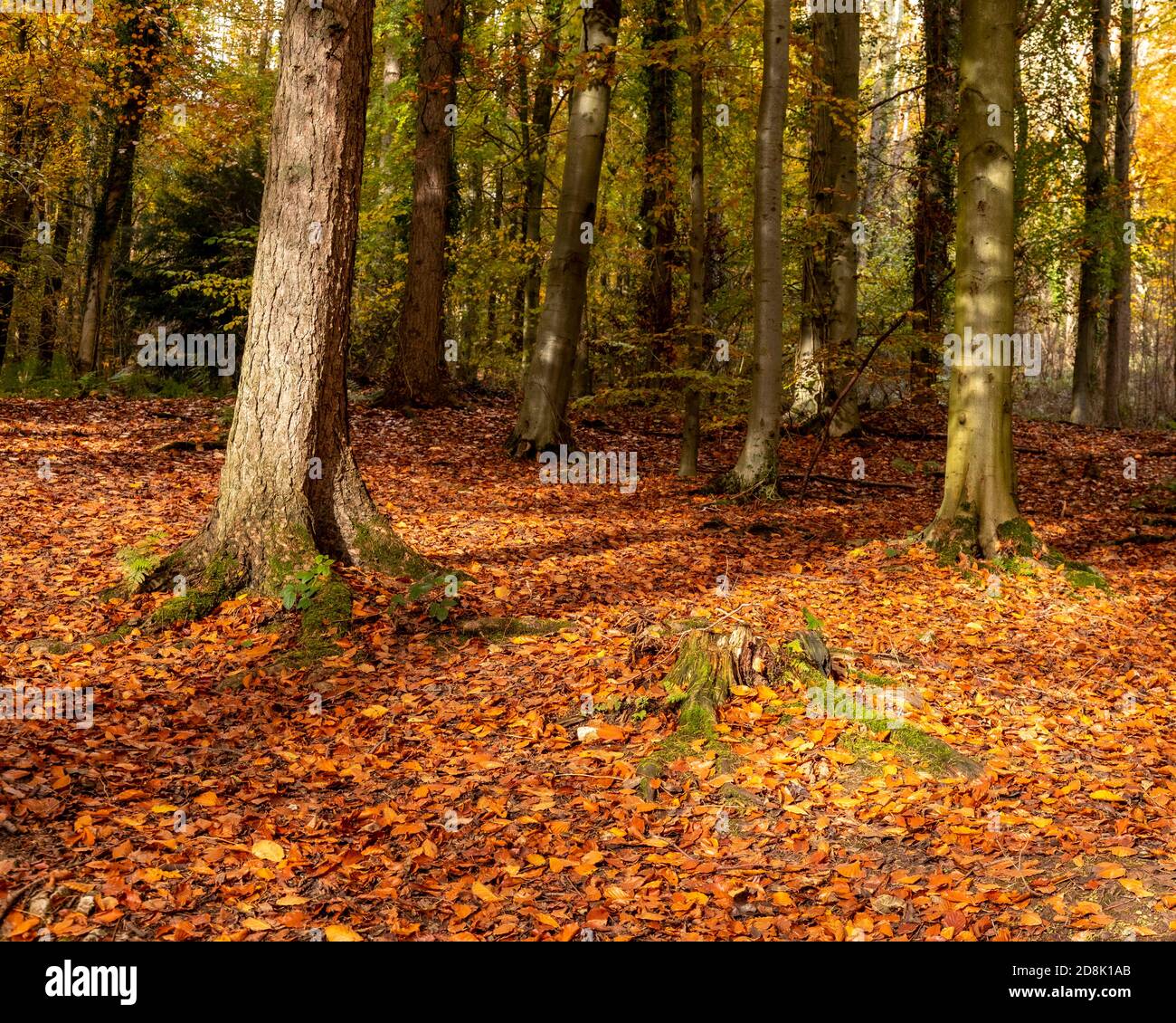 Trees In Autumn, Loggerheads Country Park, North Wales Stock Photo - Alamy