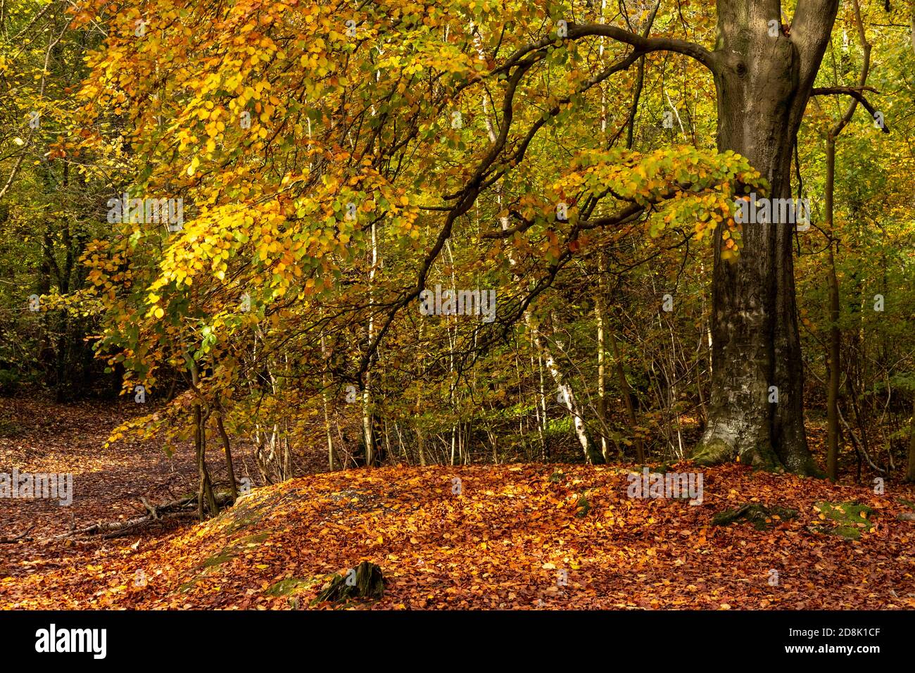 Trees in Autumn, Loggerheads Country Park, North Wales Stock Photo