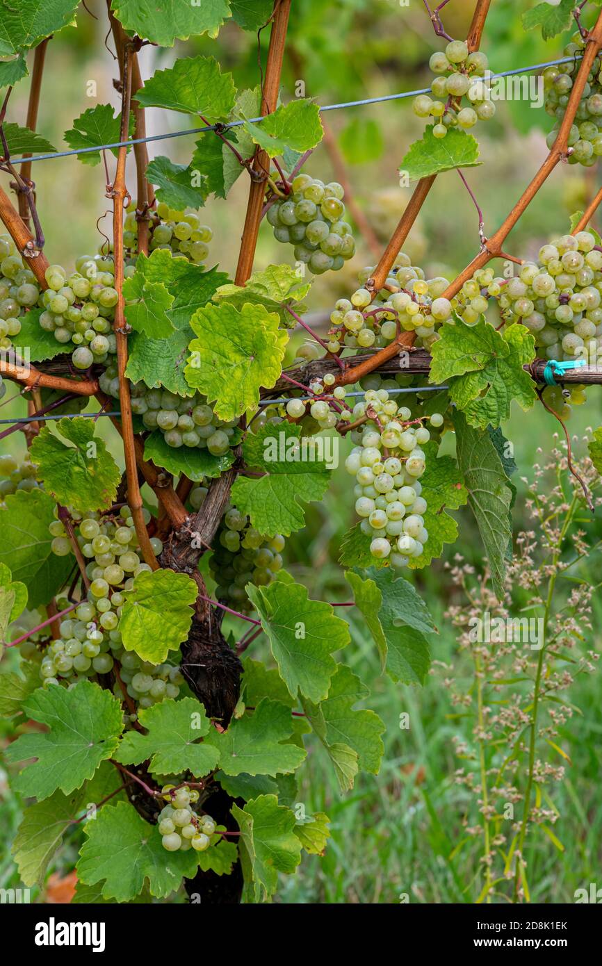 Grapes ripening on vines on Old Mission Peninsula near Traverse City, Michigan. Stock Photo
