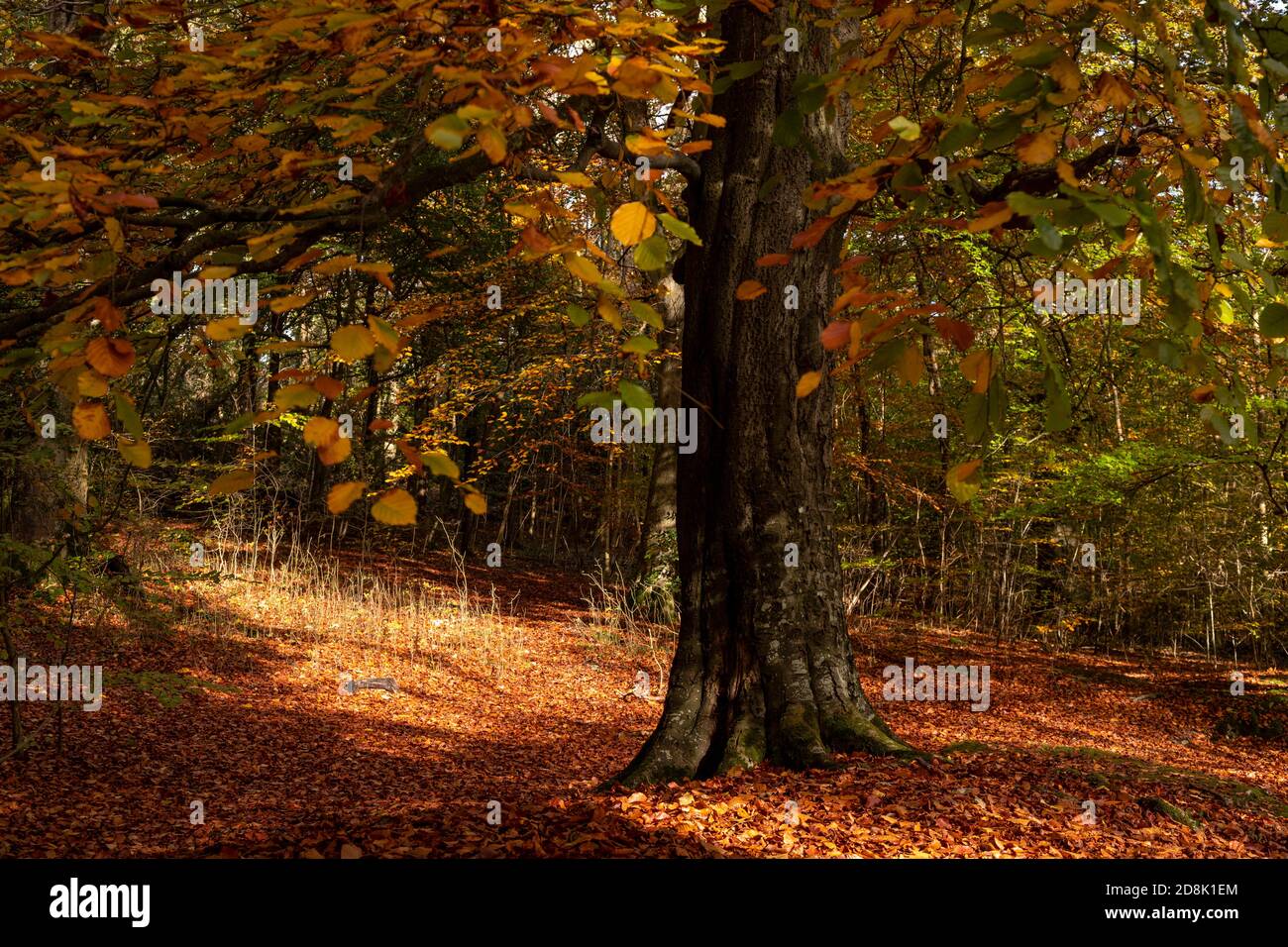 Trees in Autumn, Loggerheads Country Park, North Wales Stock Photo