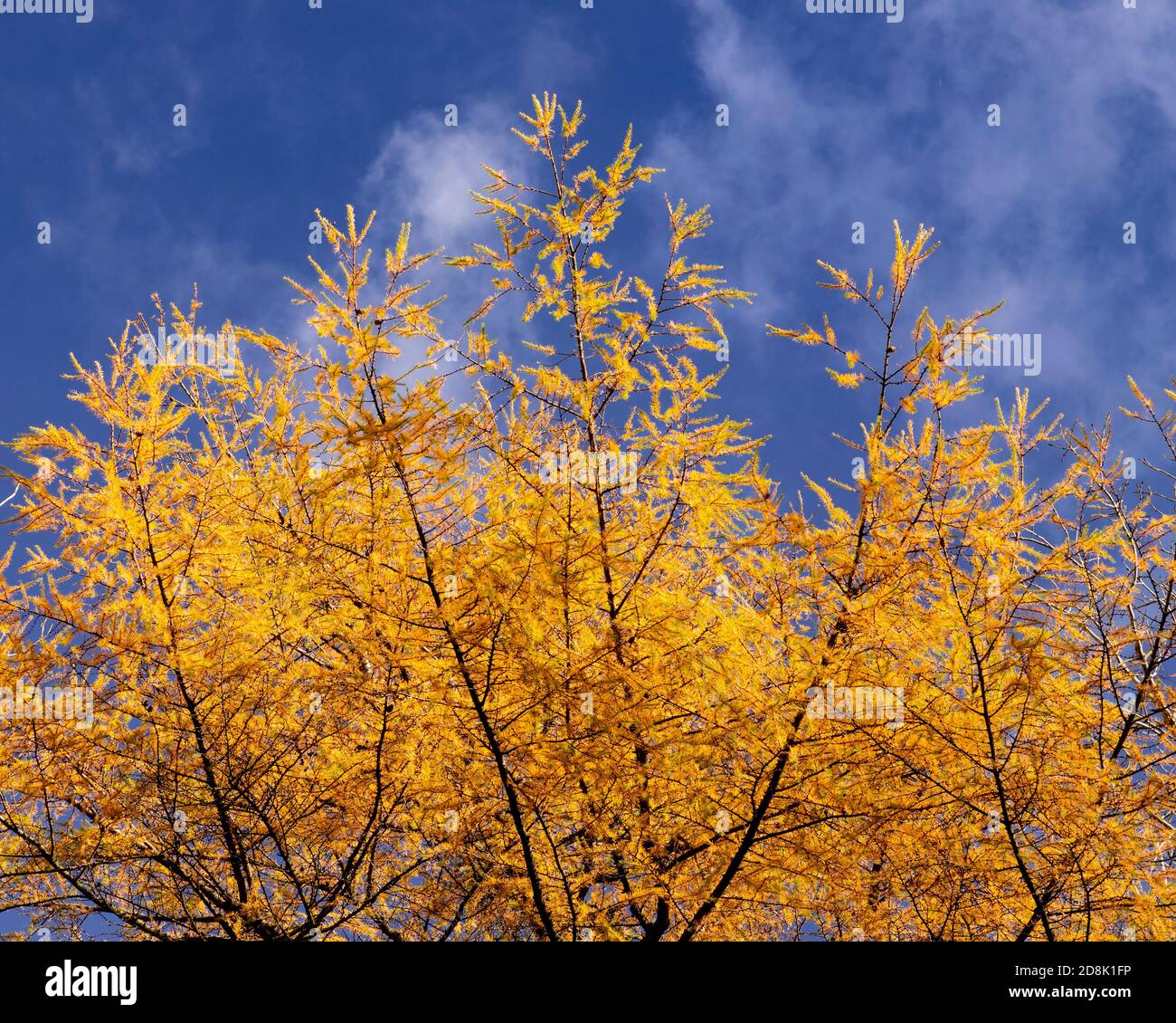 Trees in Autumn, Loggerheads Country Park, North Wales Stock Photo