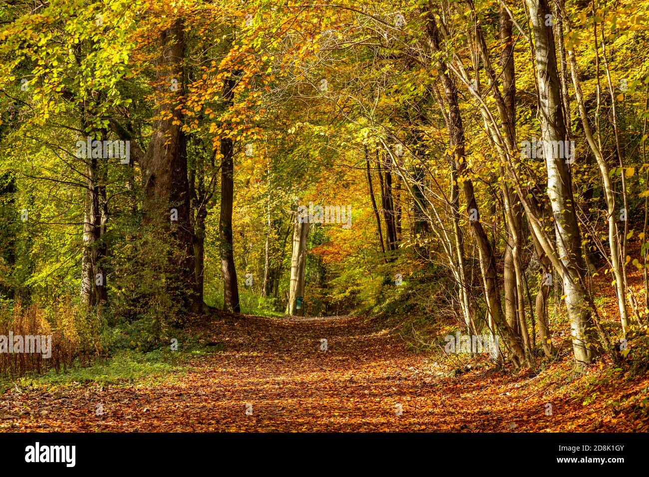 Trees in Autumn, Loggerheads Country Park, North Wales Stock Photo