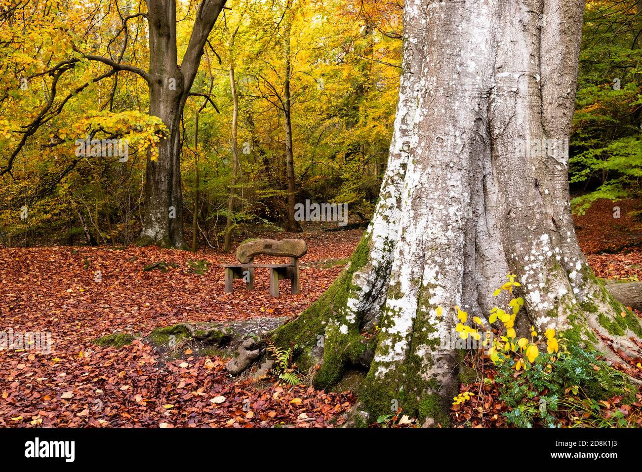 Trees in Autumn, Loggerheads Country Park, North Wales Stock Photo