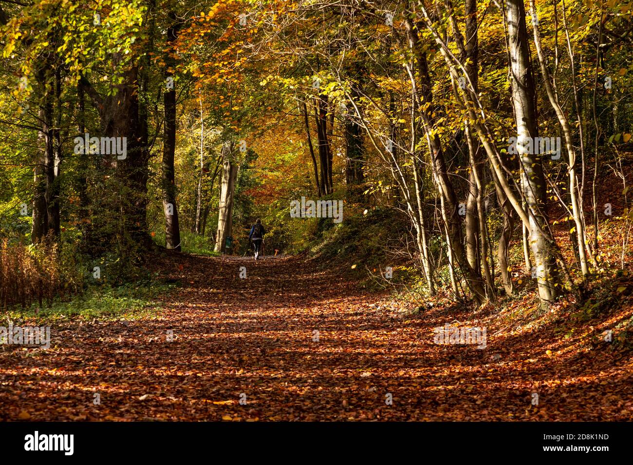 Trees in Autumn, Loggerheads Country Park, North Wales Stock Photo