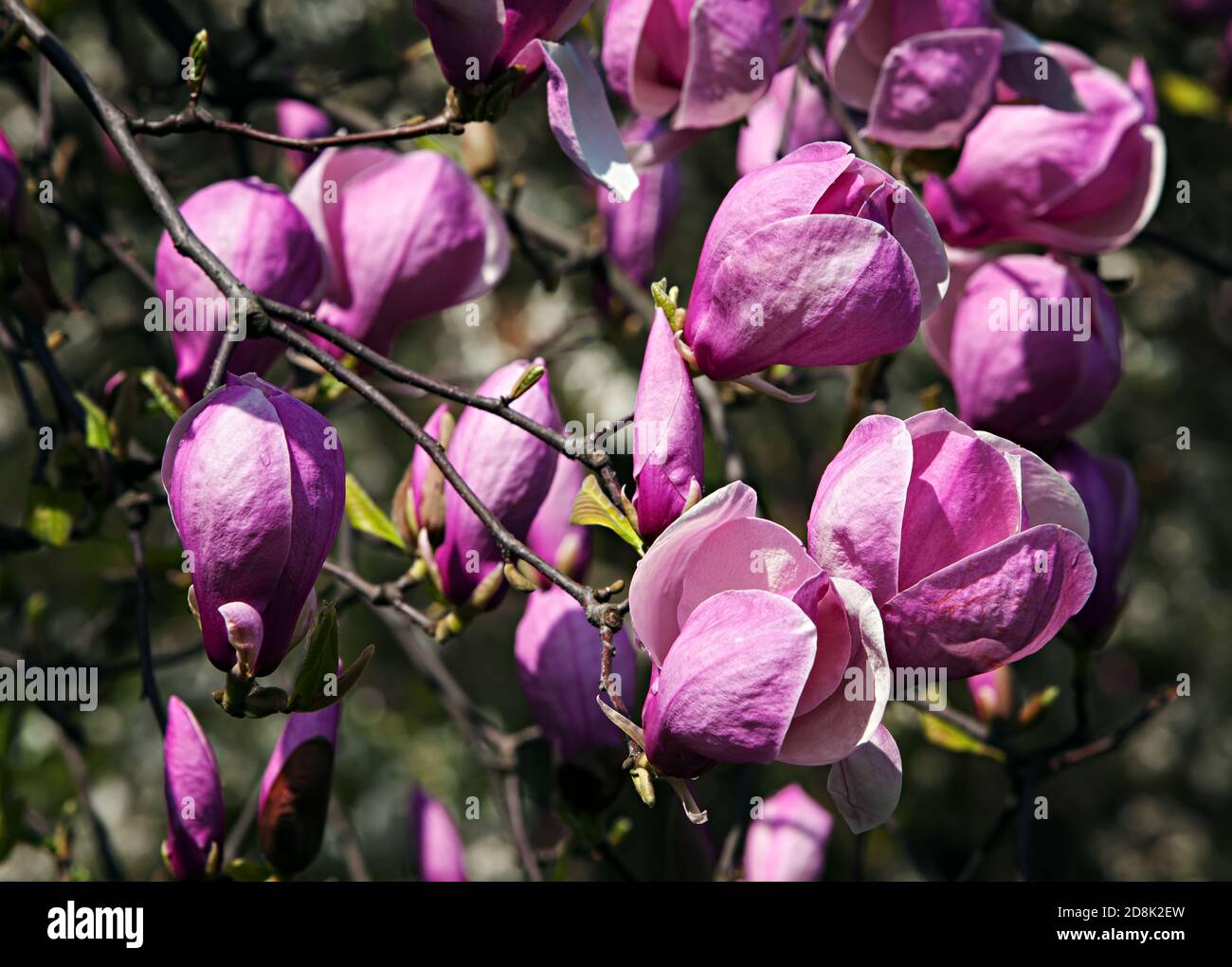 Pink bud magnolia tree flowers hi-res stock photography and images - Alamy