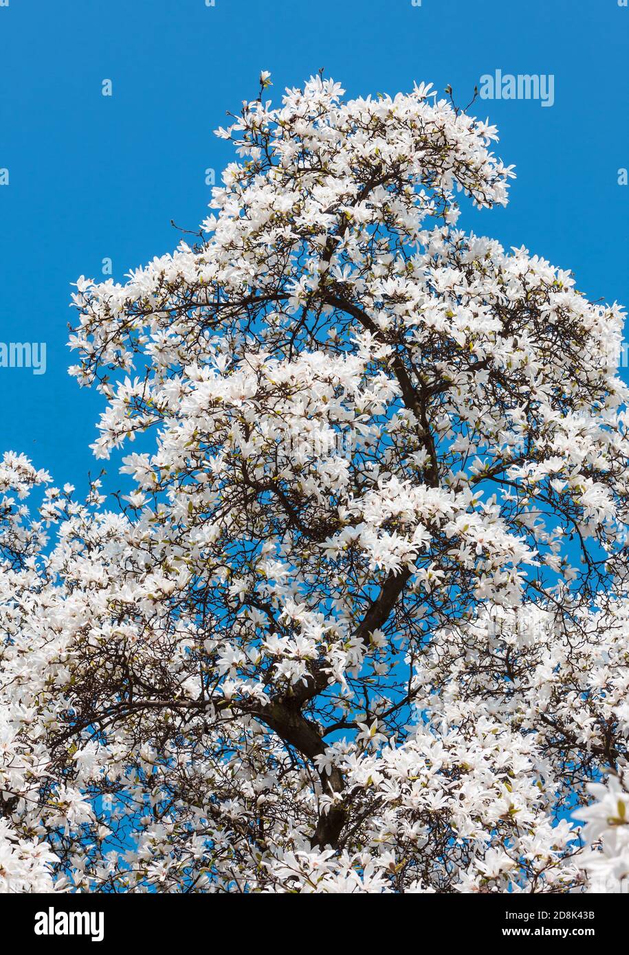 Magnolia kobus. Blooming tree with white flowers Stock Photo - Alamy