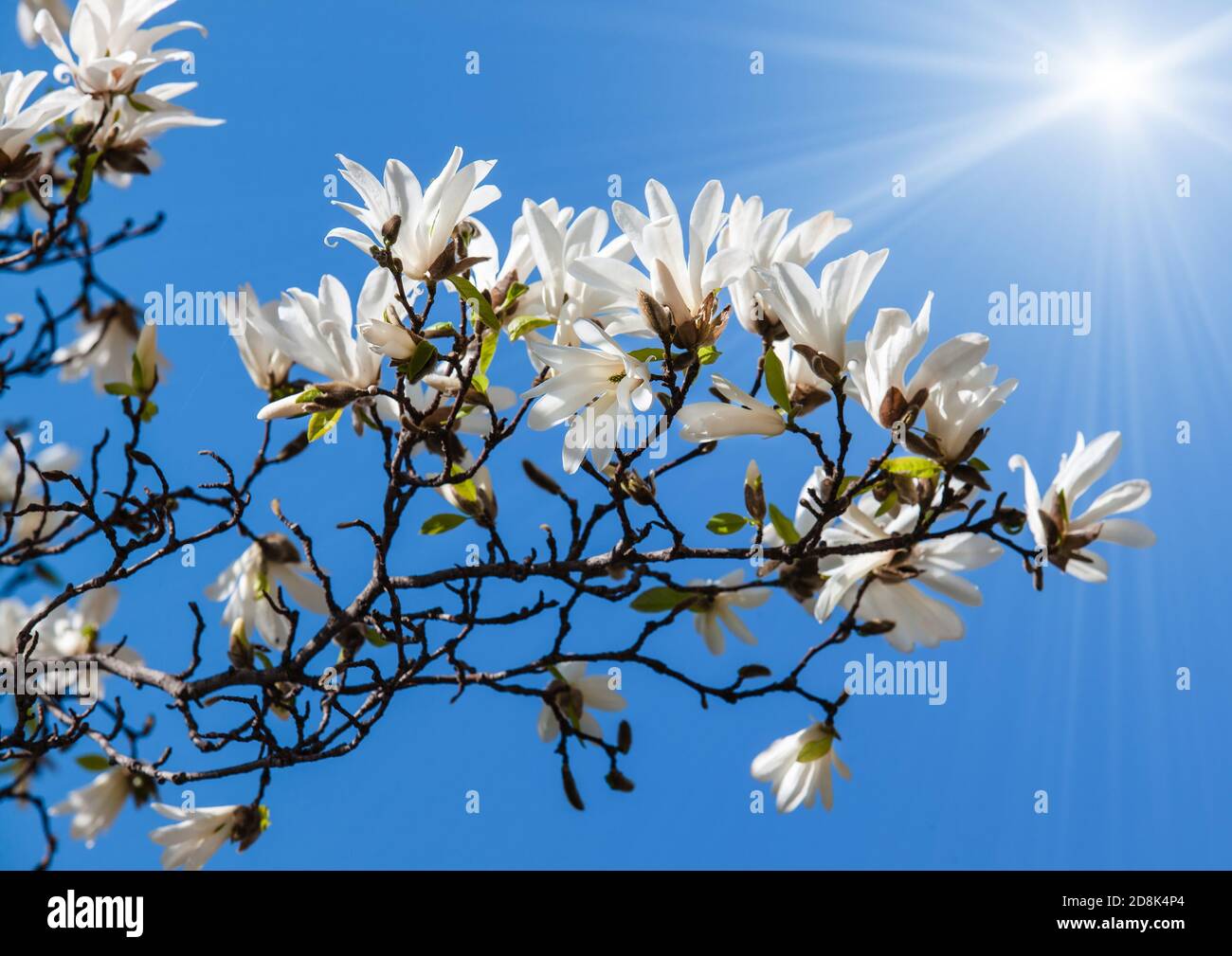 Magnolia kobus. Blooming tree with white flowers Stock Photo - Alamy