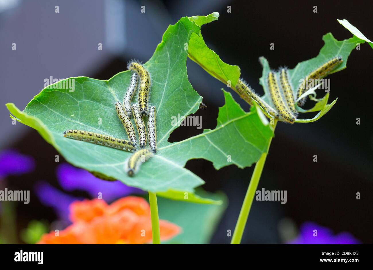A cluster of white cabbage Butterfly caterpillars on a partially eaten nasturtium flower Stock Photo
