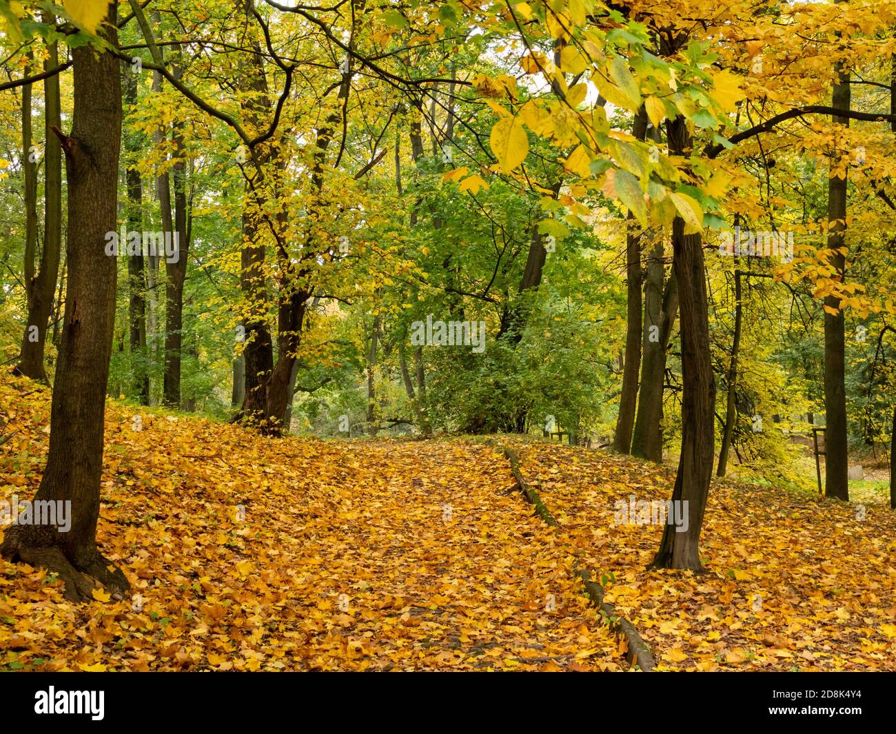 Empty alley in the public park. Beautiful autumn, colorful leaves. Warsaw, Poland Stock Photo