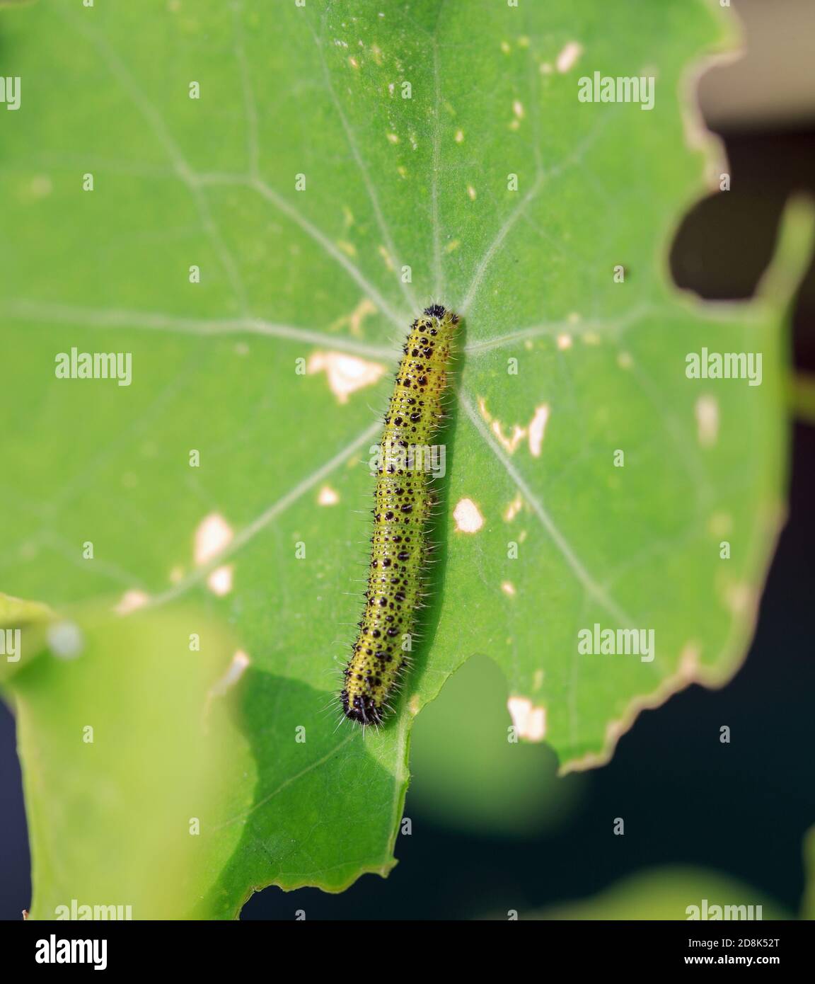 Close up of a white cabbage caterpillar on a bright green nasturtium leaf Stock Photo