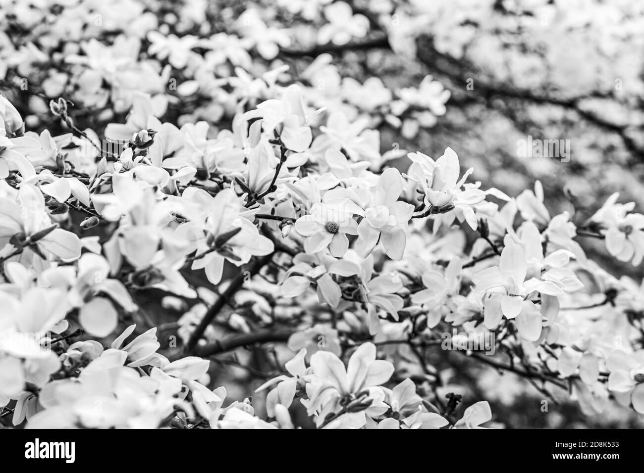 Natural background concept. Magnolia tree blossom. Blossom magnolia branch against nature background. Magnolia flowers in spring time. Stock Photo