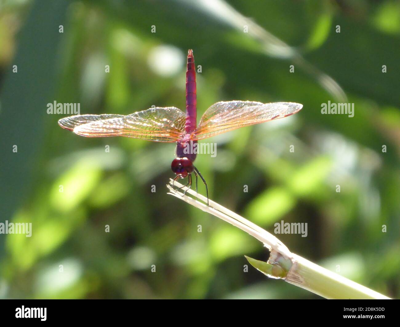 red dragonfly closeup sitting on a broken stick in the jungle Stock Photo