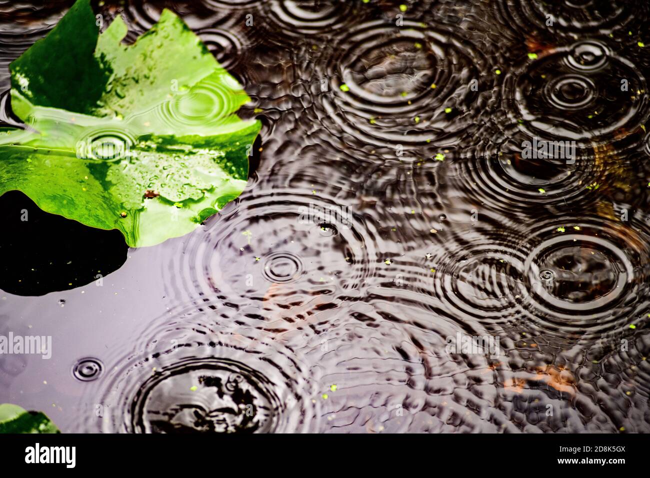 Ripples formed by raindrops on a pond Stock Photo